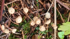 Marasmius wettsteinii