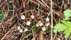 Marasmius wettsteinii
