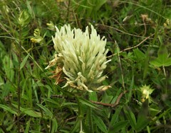 Trifolium ochroleucon
