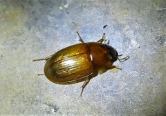 Cymbiodyta bifidus