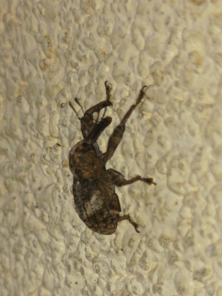 Orthorhinus leseleuci