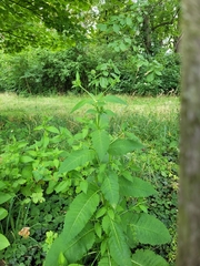 Dipsacus pilosus
