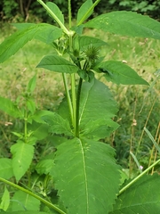 Dipsacus pilosus