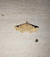 Prolophota trigonifera