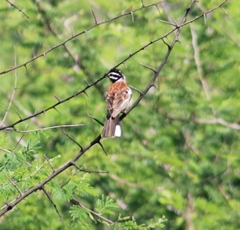 Emberiza flaviventris kalaharica