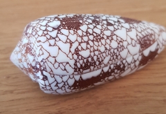 Conus omaria