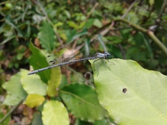 Platycnemis kervillei