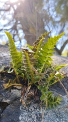 Asplenium marinum