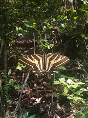 Papilio pilumnus
