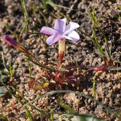 Oxalis minuta