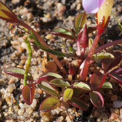 Oxalis minuta