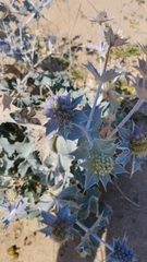 Eryngium maritimum