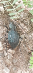 Carabus scabrosus tauricus