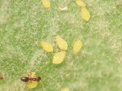 Aphis verbasci