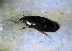 Cymbiodyta bifidus