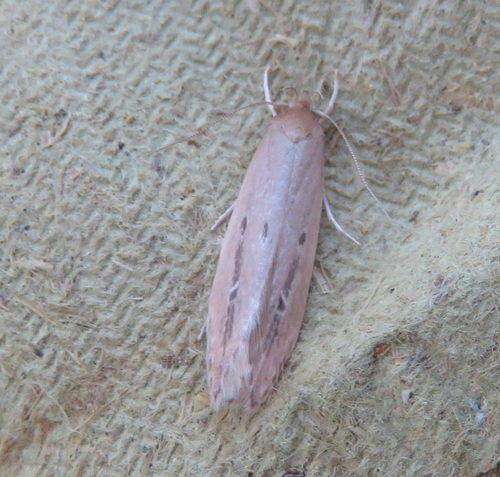 Shy Cosmet Moth, Amsterdam-Noord, Amsterdam, Nederland, photo 7 of 10