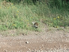 Poliocitellus franklinii