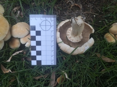 Agaricales