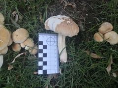 Agaricales