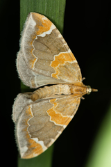 Eulithis pyropata