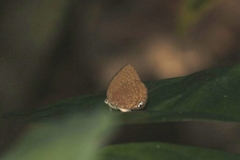 Arhopala major major