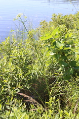 Oenantheae