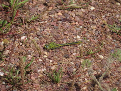 Gomphus