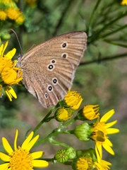 Aphantopus hyperantus