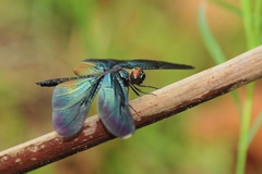 Rhyothemis plutonia