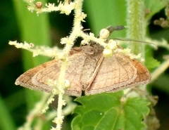 Polypogon tentacularia