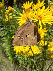 Aphantopus hyperantus