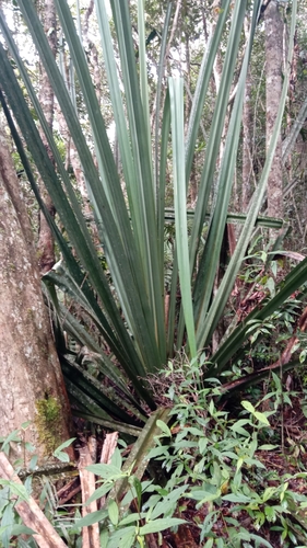 Pandanus image