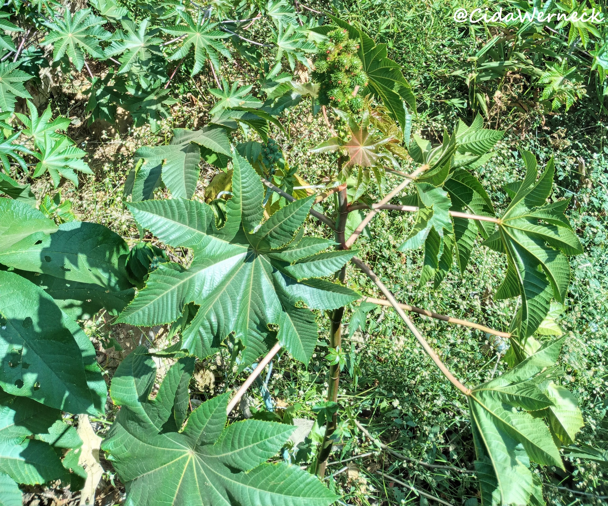 Ricinus communis