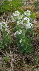 Draba incana
