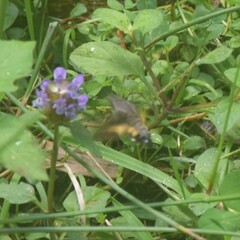 Macroglossum nycteris