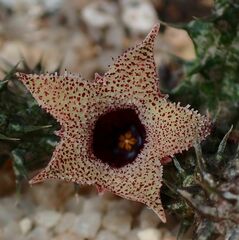 Stapelianthus decaryi