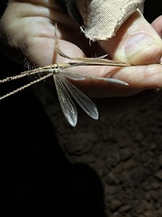 Ameromyia pubiventris