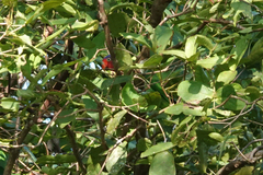 Geoffroyus geoffroyi