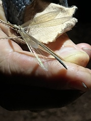 Ameromyia pubiventris