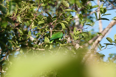 Geoffroyus geoffroyi