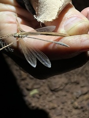 Ameromyia pubiventris