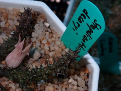 Stapelianthus decaryi