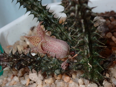 Stapelianthus decaryi