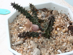 Stapelianthus decaryi