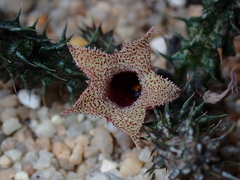 Stapelianthus decaryi