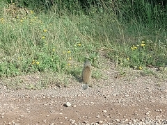 Poliocitellus franklinii