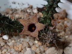 Stapelianthus decaryi