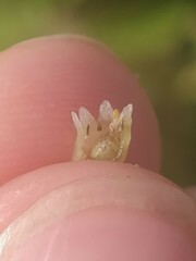 Cuscuta lupuliformis