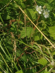 Cuscuta lupuliformis