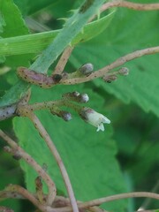 Cuscuta lupuliformis
